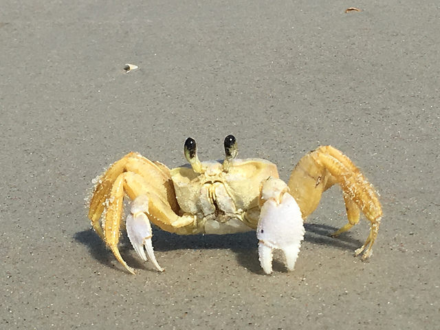 
        
        A crab on a beach looking towards the camera
        